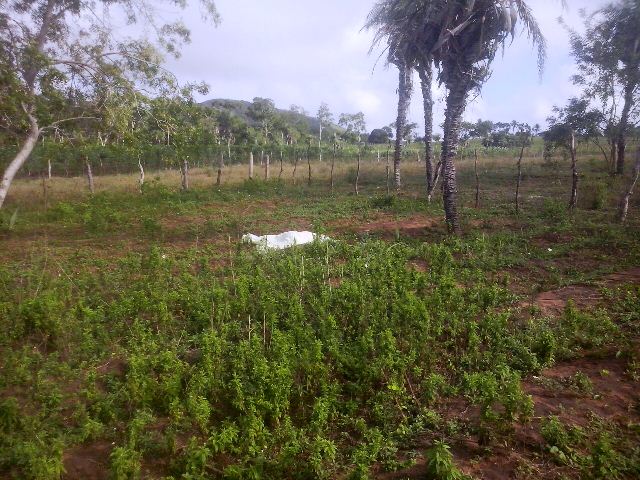 Corpos foram encontrados distantes da residência (Foto: Alisson Antônio)