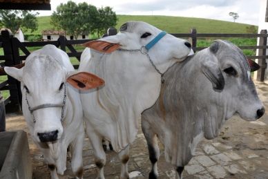 Brucelose pode causar uma série de complicações para o rebanho. (Foto: Neno Canuto)