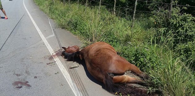 Crédito: Blog do Poeta