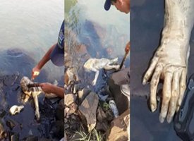 Crédito: Canapi Agora