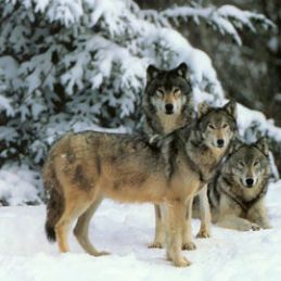 comportamento-dos-lobos-p