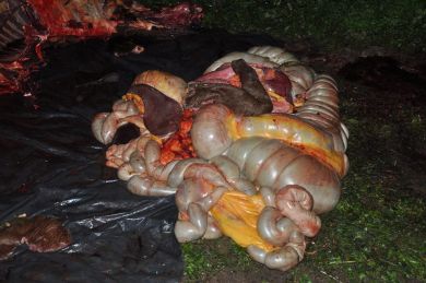 Crédito: Vigilância Sanitária