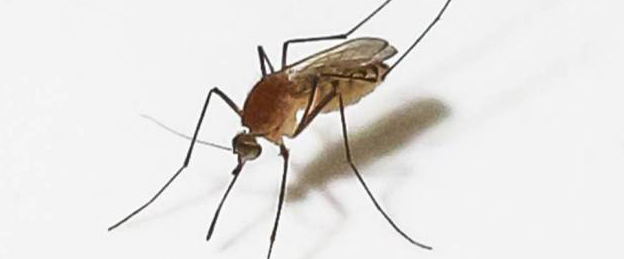 alx_6310783-high_original-e1469142011778