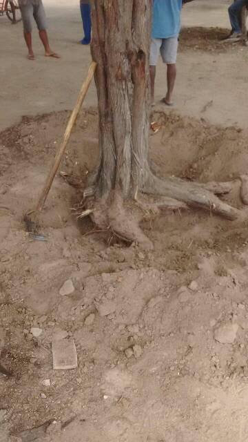 Diretora Afastada, esclarece sobre tentativa da retirada de Árvore no povoado Paus Preto, em Monteirópolis