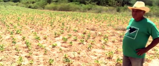 Seca provoca prejuízos no município de Água Branca, no Sertão de Alagoas