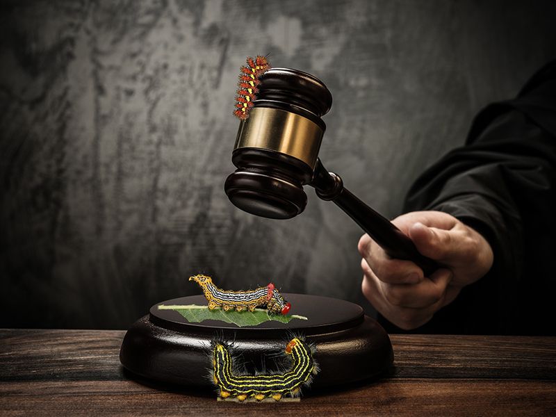 Envolvidos na “Operação Taturana” serão julgados nesta quinta