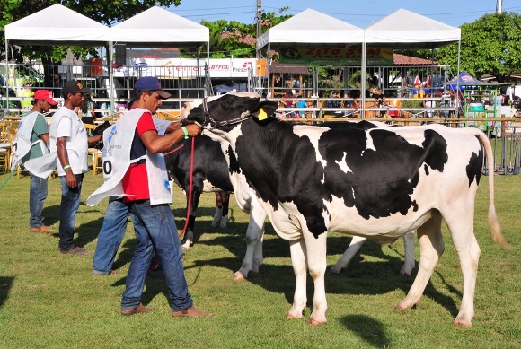 Segunda fase da febre Aftosa – NC