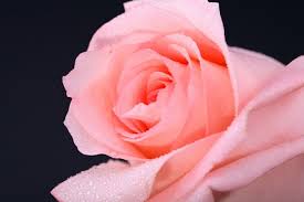 Maydée Brandão Marinho: “Bendito seja aquele que nos tira das trevas.”