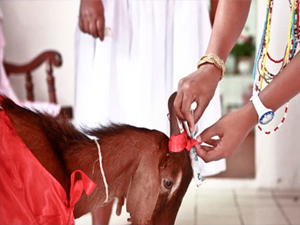 Após vetar vaquejada, Supremo vai julgar sacrifício religioso de animais