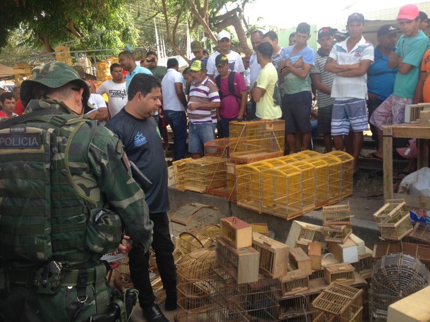 FPI apreende pássaros silvestres em feira livre de Arapiraca