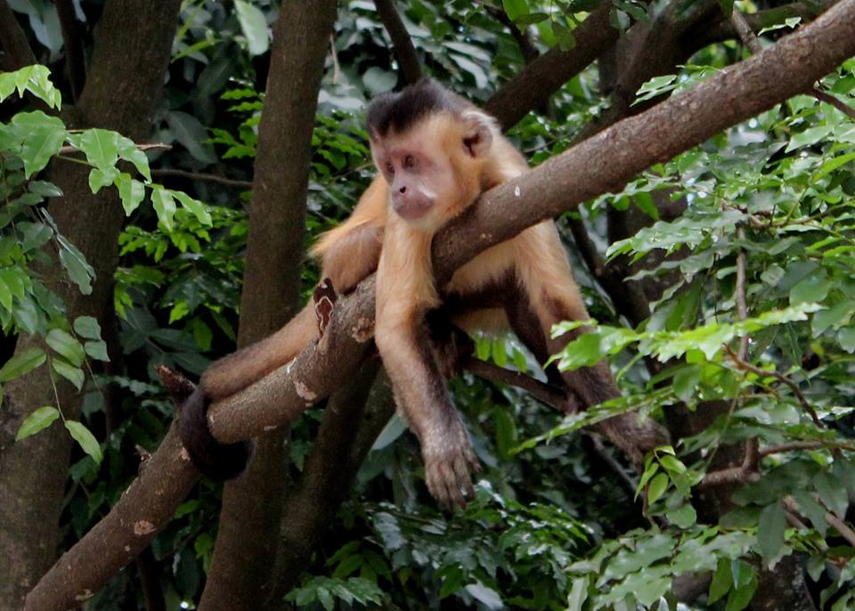 Em busca de água na seca, macacos-prego se aproximam de cidades no agreste alagoano