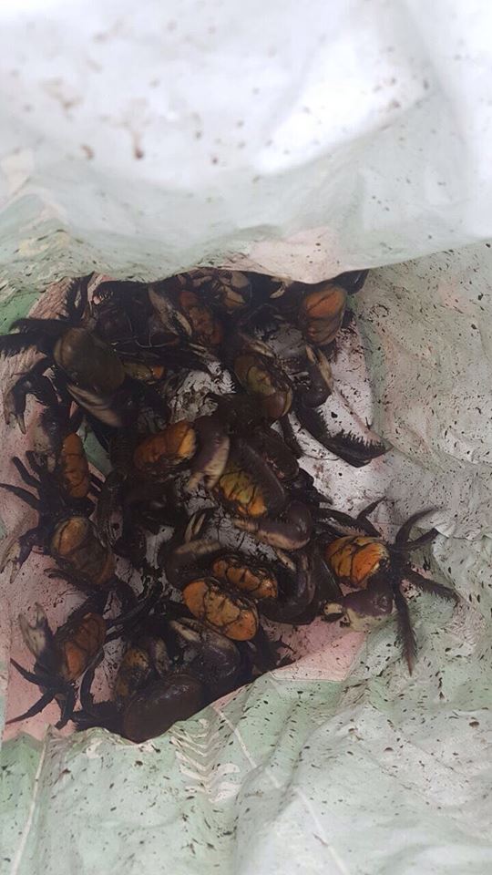 Caranguejos Uçá são resgatados pelo IMA e liberados no mangue
