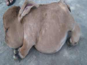 Bezerro nasce com aparência assustadora em Traipu