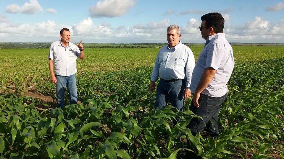 Produtor de Sergipe investe na plantação de milho em Alagoas