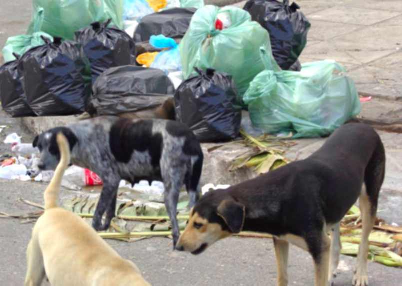 Moradores reclamam do acúmulo de lixo em Santana do Ipanema