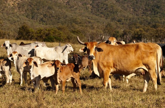 Polícia Civil prende homem por furtar gado em Quebrangulo