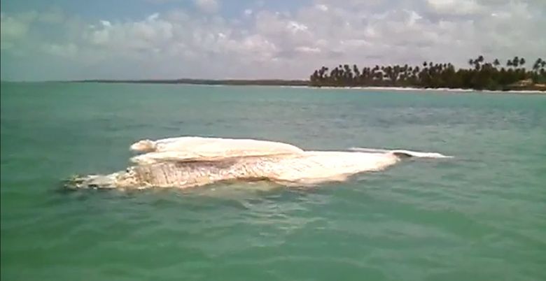 Baleia é encontrada morta em praia de Porto de Pedras