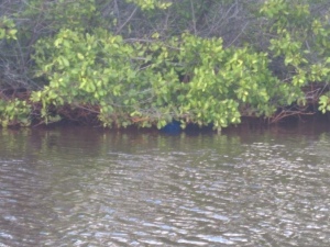 Corpos de irmãos desaparecidos são encontrados em mangue em Piaçabuçu