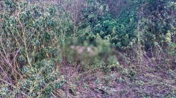 Corpo em decomposição é encontrado na zona rural de Girau do Ponciano