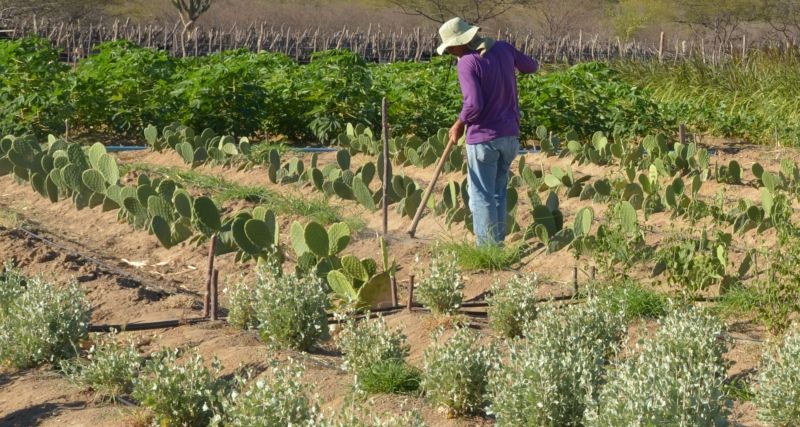Agricultores de Canapi/AL festejam ação do prefeito junto ao Pronaf