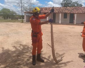 Cobra de 2,5 metros é capturada em Olho d’Água das Flores