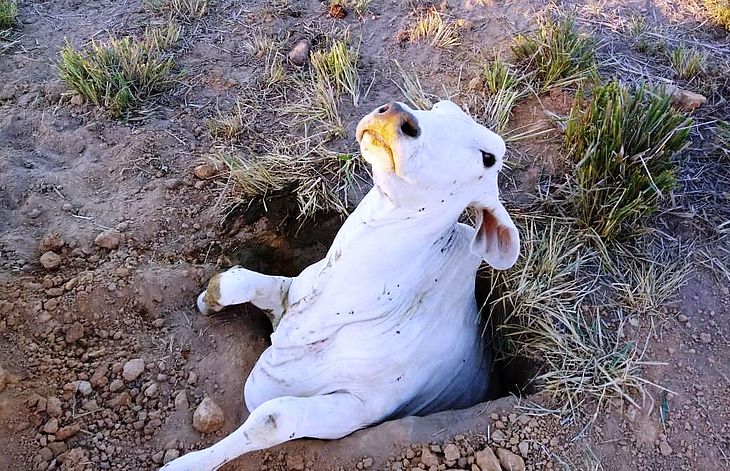 Bombeiros resgatam vaca que caiu em buraco na zona rural de Arapiraca
