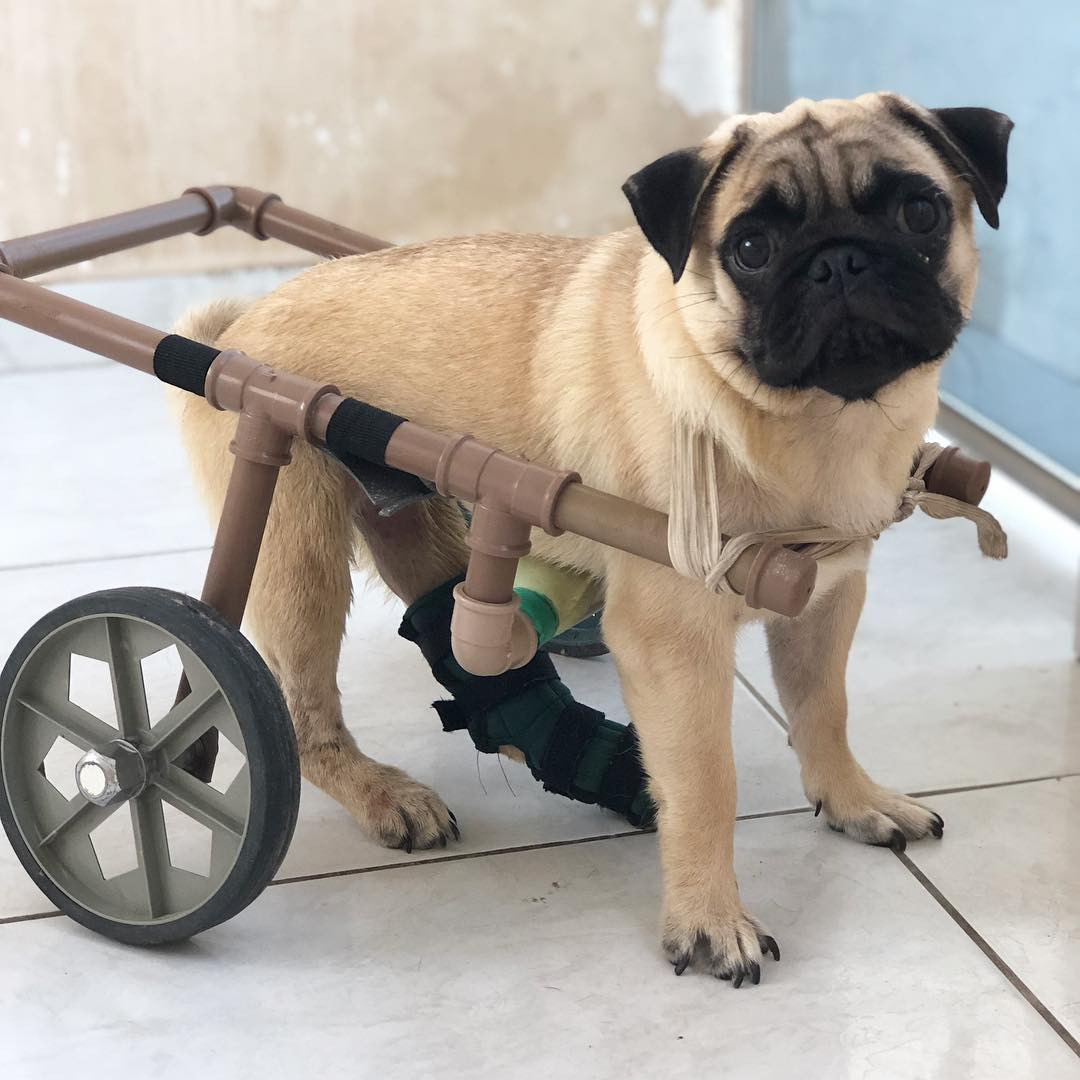 Ajude Athos: cão paraplégico vem conquistando o coração dos alagoanos