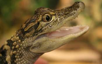 Filhote de jacaré aparece em quintal de residência em Palmeira dos Índios