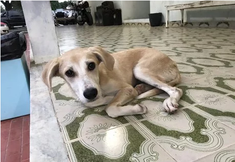 (Vídeo) Cadela espera no pátio da delegacia por dono preso em Arapiraca