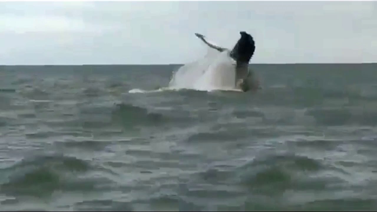 (Vídeo) Turistas flagram aparição de baleia no litoral de Maragogi