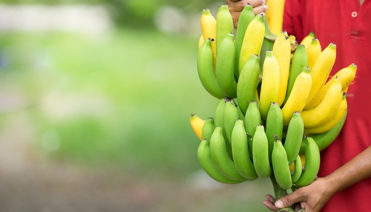 Rota da Fruticultura avança pelo interior do Ceará e de Palmeira dos Índios para gerar desenvolvimento