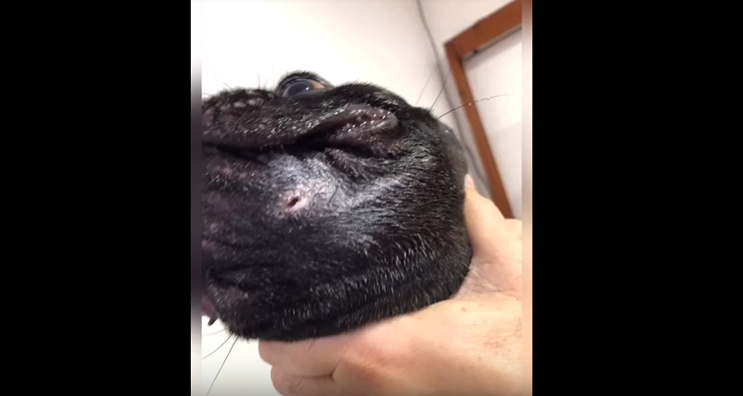 Dentista acusado de provocar morte de cadela diz que agiu por instinto e está “sendo execrado nas redes sociais”; veja vídeo