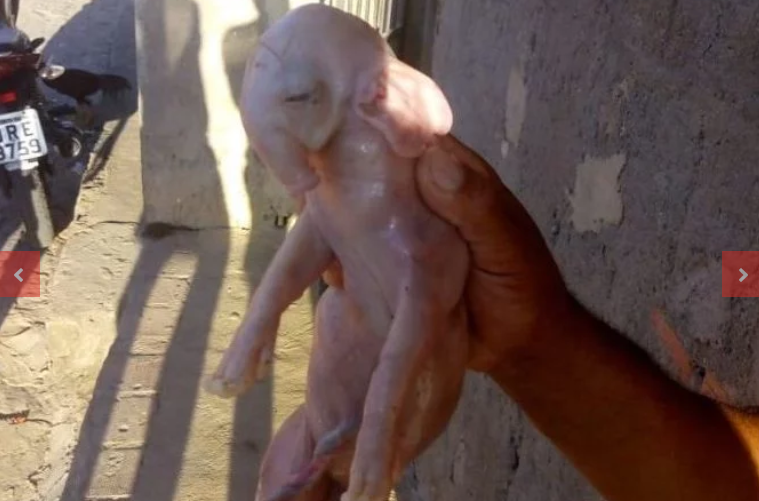 [Vídeo] Porco nasce com tromba e orelhas de elefante em Porto Calvo
