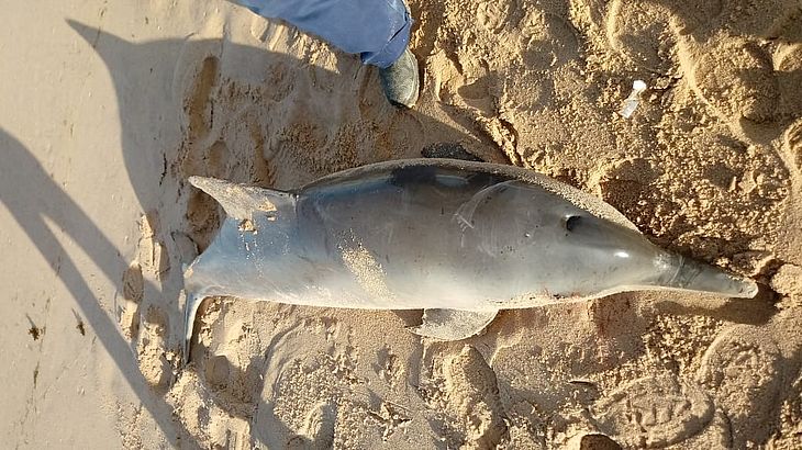 Golfinho morre encalhado na praia de Guaxuma, em Maceió