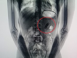 Preso engole celular e vai ao hospital para retirar o aparelho
