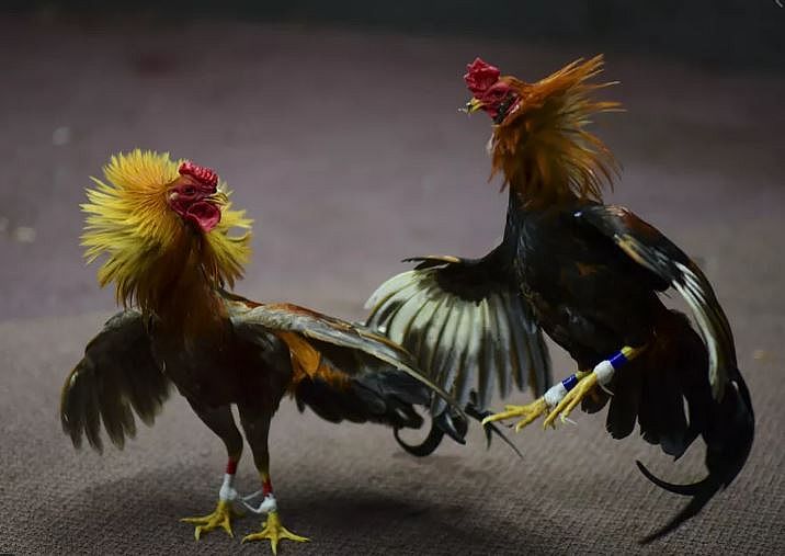 Polícia estoura rinha com 85 de galos na zona rural de Arapiraca