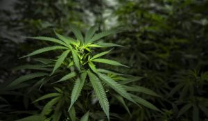 Justiça dá aval para plantação de maconha por associação com habeas corpus coletivo