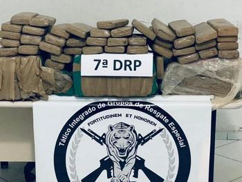 Polícia Civil apreende 80 kg de maconha avaliada em R$ 300 mil; droga estava enterrada em uma ilha em AL