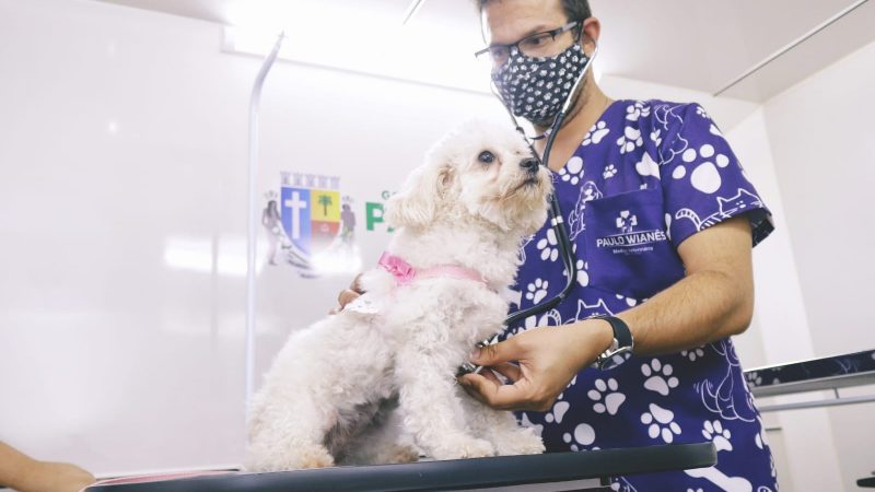 Programa Pet Amigo de Palmeira dos Índios ganha prêmio nacional “Impactos Positivos”