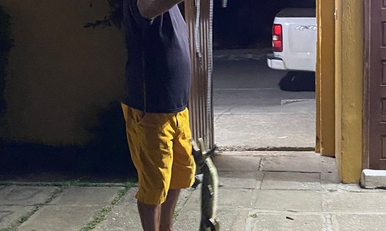 Jacaré é capturado em apartamento na Praia do Francês