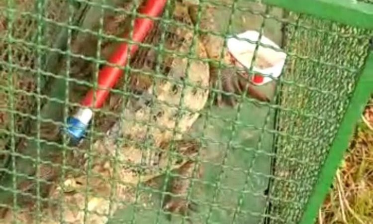 Militares do Batalhão Ambiental resgatam jacaré em Messias