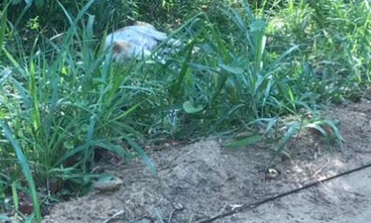 Fio de alta-tensão caído ao chão provoca morte de dois cães em Guaxuma