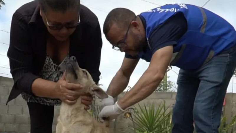 Tapera se destaca no Sertão com projeto voltado para os animais de rua evitando até a reprodução desenfreada