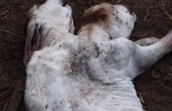 Bezerra “mutante” de duas cabeças nasce em fazenda no Pará