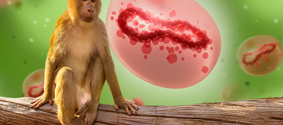 Secretaria da Saúde de AL confirma primeiro caso de varíola dos macacos em turista do ES