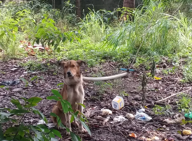 Cachorro preso a árvore com corda no pescoço é resgatado em Coruripe, AL