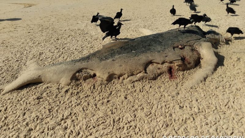 Baleia-jubarte é encontrada morta em Jequiá da Praia