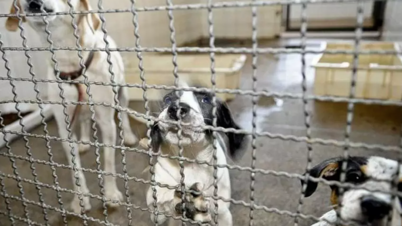 Juiz de Alagoas determina que cachorros parem de latir