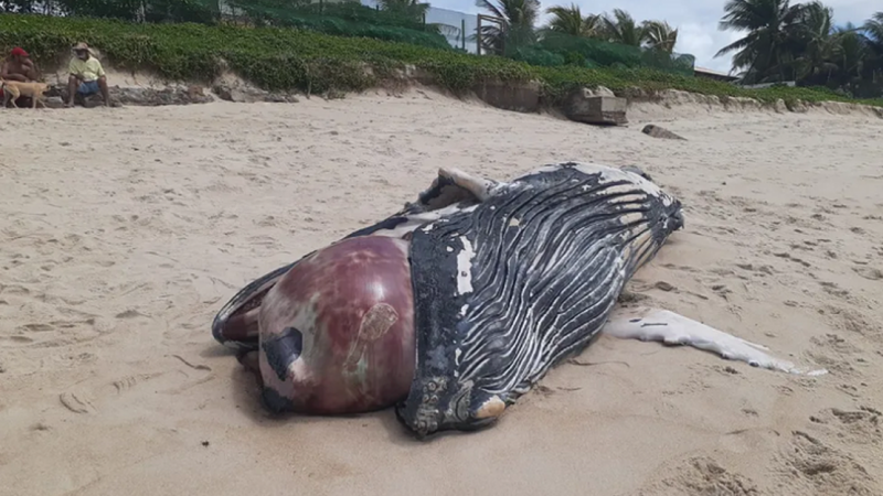 Baleia de 5 metros é encontrada morta na Barra de São Miguel