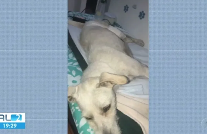 Polícia investiga caso de policial militar que atirou em cadela no Vergel do Lago, Maceió